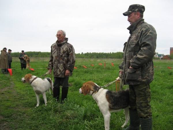 Дрессировка охотничьих собак
