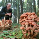 Грибной промысел