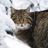 Лесной кот