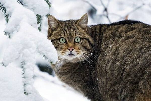 Лесной кот