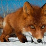 Обыкновенная лисица