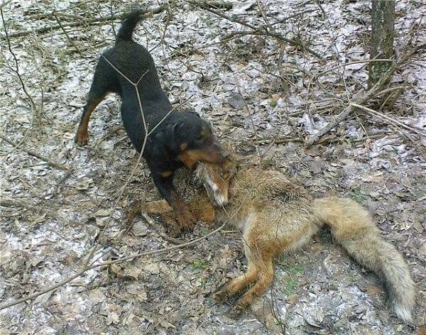 Охота на лис с норными собаками