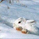 Охота на зайца котлом