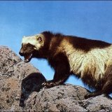 Росомаха