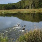 Водоплавающая дичь
