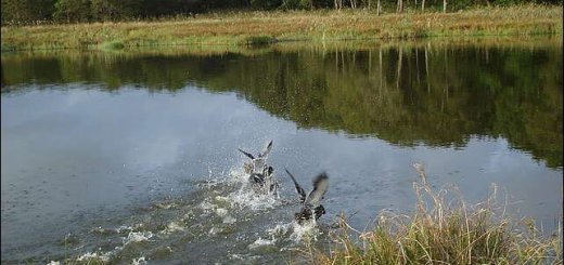 Водоплавающая дичь