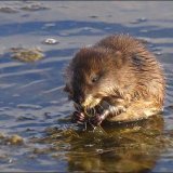 Водяная крыса
