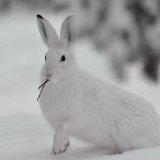 Заяц-беляк