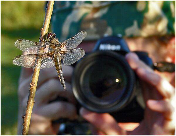 Фотоохота