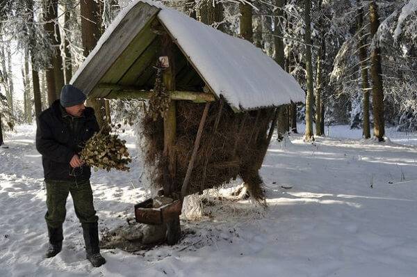 Подкормка копытных
