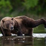 Курильский медведь