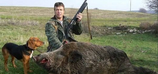 Охота в Болгарии