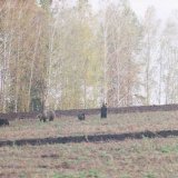 Охота на медведя на овсах