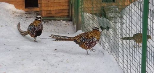 Вольерное разведение фазанов