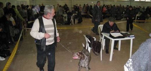 Выставка охотничьих собак