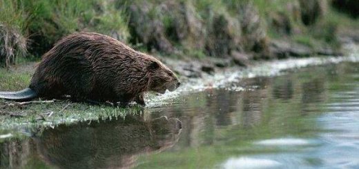 Бобровое хозяйство