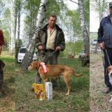 Оценка собак
