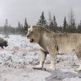 Пещерный лев