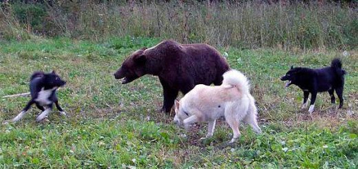 Притравка лаек по медведю