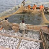 Рыбы Баренцева моря