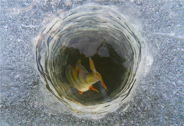 Рыба в пруду зимой