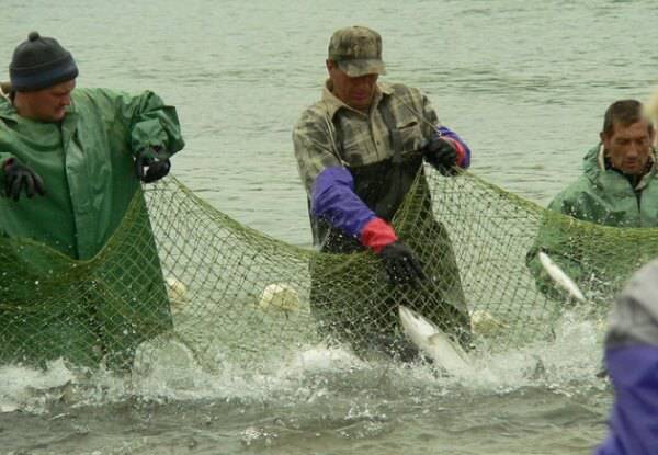 Рыбный промысел