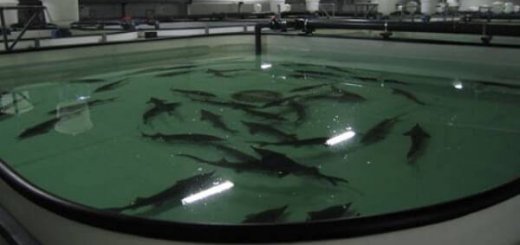 Выращивание рыбы в искусственном водоеме