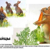 Питание зайца