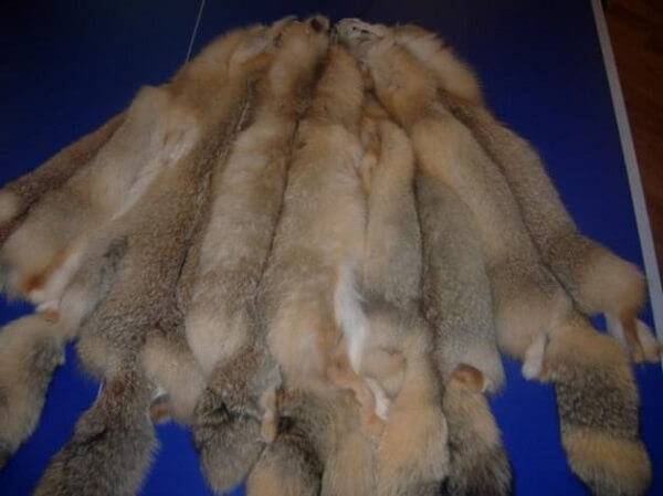 Шкурка корсака