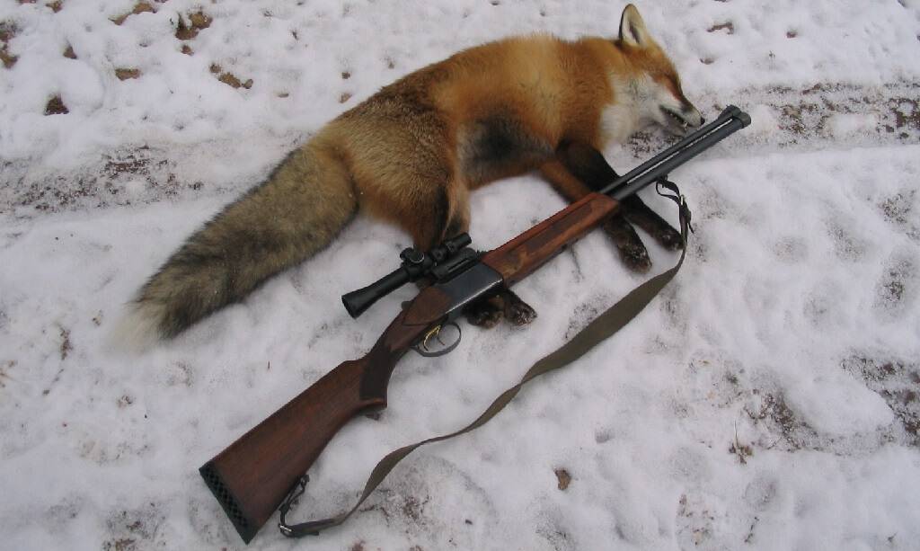 охота на лисиц