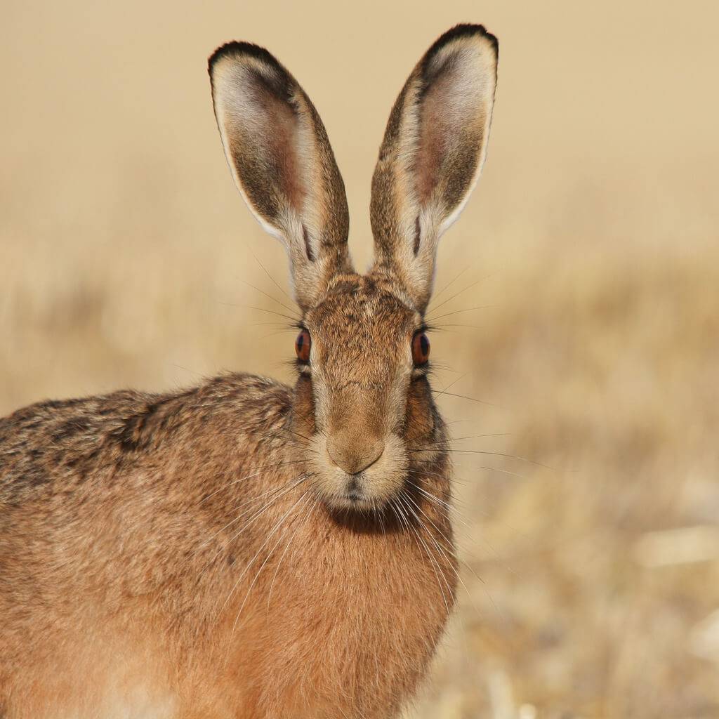 Зайчик ножки. Заяц Русак Тумак. Беляк Русак Тумак. Заяц Русак (Lepus europaeus). Заяц Русак анфас.