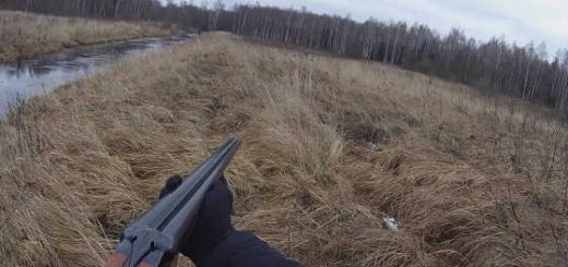 Загонная охота в лесах Беларуси видео