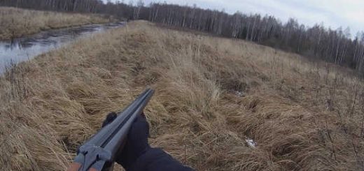 Загонная охота в лесах Беларуси видео