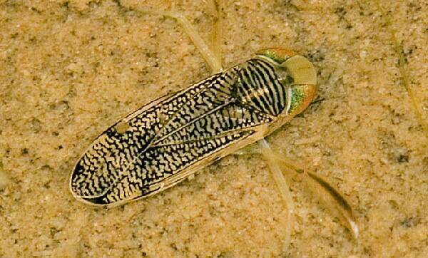 Corixidae