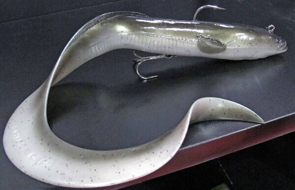 3D Real Eel