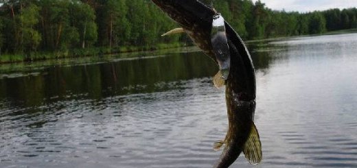 Рыбалка на Волге