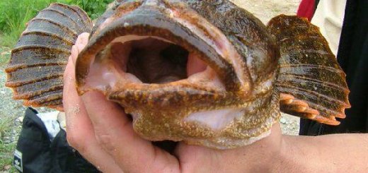 Ловля бычка