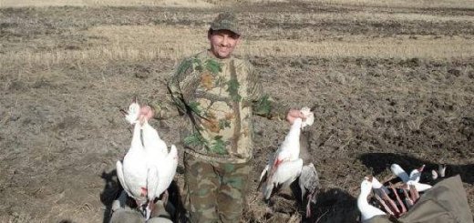 Охота на белых гусей