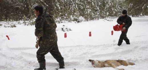 Охота с флажками на волка