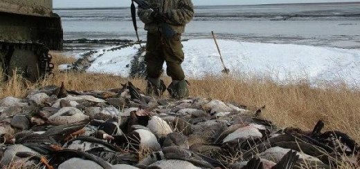 Охота на гусей в Молдове