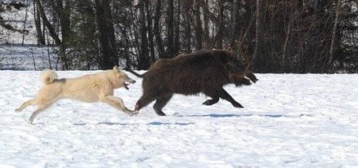 Охота на кабана с лайками