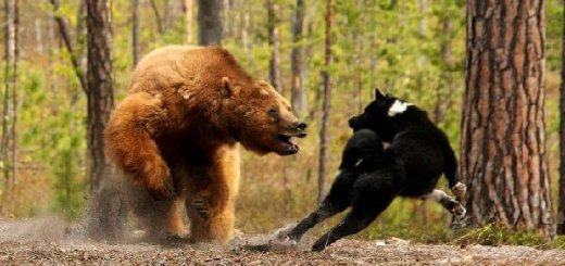 Охота на медведя с лайкой