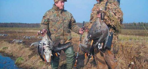 Охота в Белоруссии на гуся