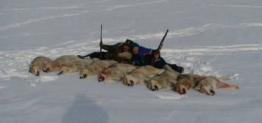 Охота на волков в Казахстане