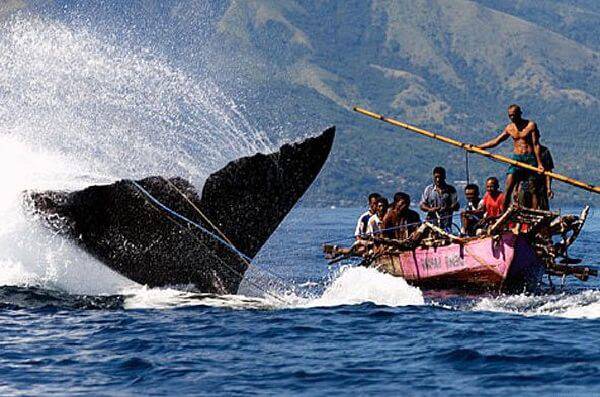 поморы охота на кита
