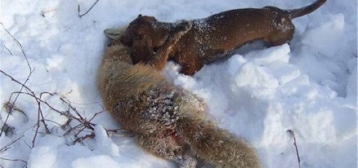 Охота на лис с норными собаками