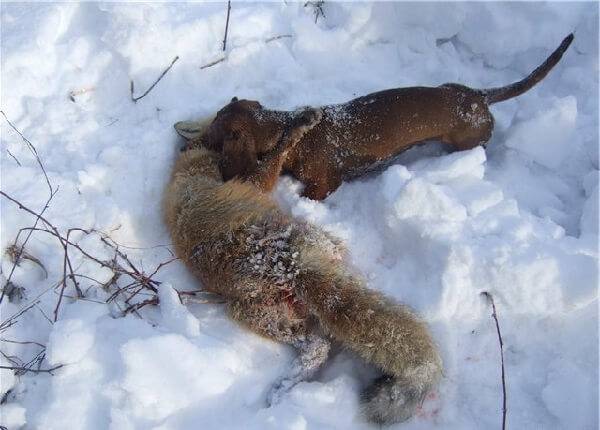 Охота на лис с норными собаками