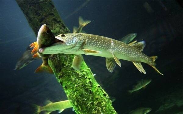 Fishing in Siberia video