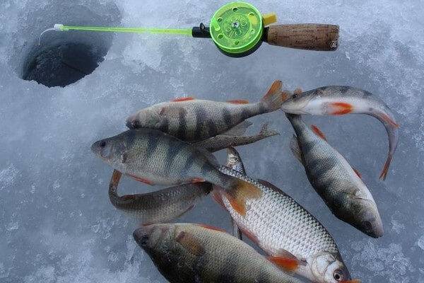 видео рыбалки зимой на окуня