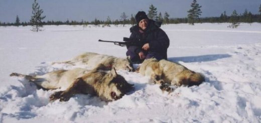 Зимняя охота на волков
